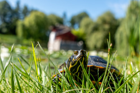 Turtle in the grass, head-on. The turtle is photographed from a low perspective.