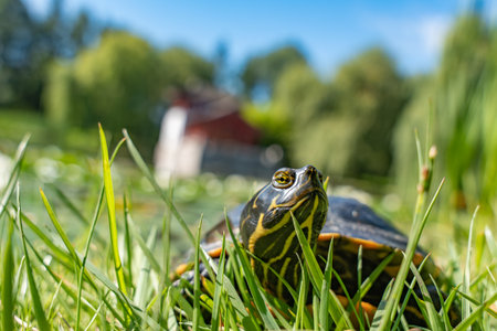 Close-up of a turtle with a pagoda in the background. The turtle looks into the camera, while the Asian architecture is blurred in the background. The grass naturally frames the scene.の写真素材