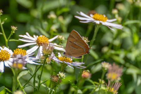 Butterfly on Aster Aster amellus. A brown butterfly sits on a white aster and sucks nectar. The flower with a yellow center provides food for insects.の写真素材