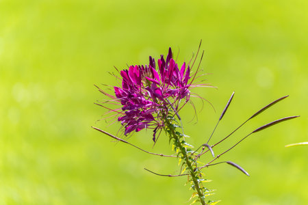 Cleome hassleriana spider plant. A striking purple Cleome flower with long stamens stands out...