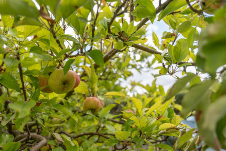 Apple tree branches with clusters of green and red apples. Dense foliage fills the scene.の写真素材
