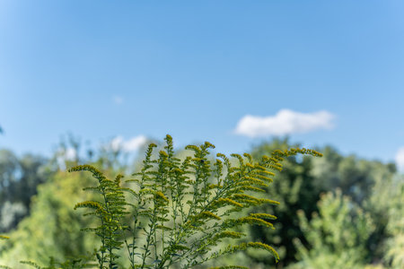 Tall stems of goldenrod rise against a blue summer sky. The delicate yellow buds signal the approach of late summer.の写真素材