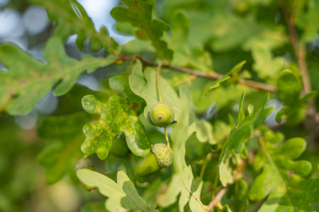 Closeup of green acorns on an oak branch. The textured caps contrast with the smooth young seeds.の写真素材