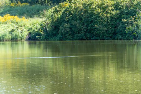 The calm water of a lake reflects green bushes on the shore. Yellow flowers add color in the background.の写真素材