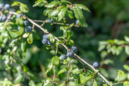 Blue-black sloes ripen on a thorny branch. Their tart flavor makes them ideal for liqueurs and jams.の写真素材