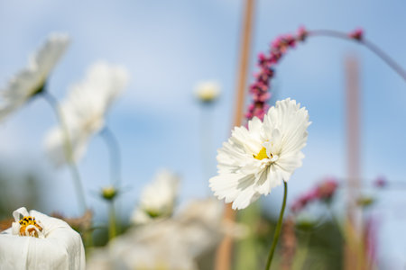 A delicate white Cosmos flower sways gently in the breeze. Its yellow center contrasts softly with the sky.の写真素材