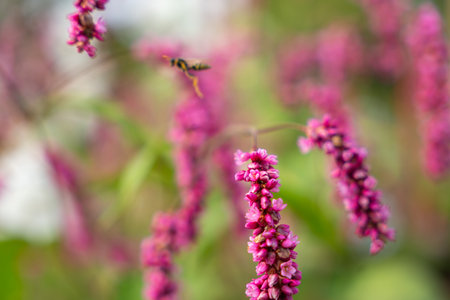 Pink clusters of Persicaria flowers hang gracefully. A wasp hovers nearby, adding a lively detail.の写真素材