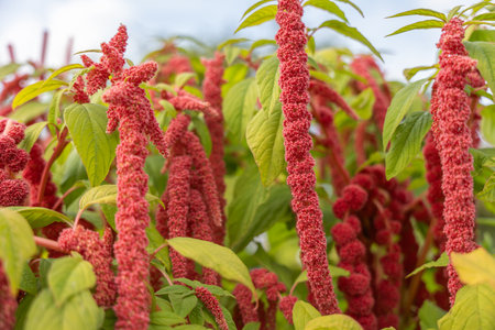 Tall tassels of Amaranthus sway in the garden breeze. Their bold red color creates a striking display.の写真素材