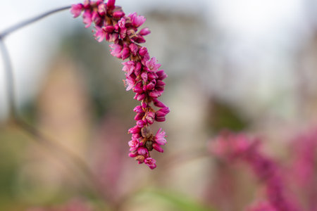 A single Persicaria flower spike in focus reveals its tiny blossoms. The blurred background creates...