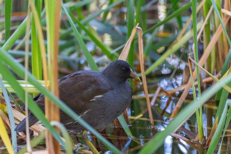 A bird stands in shallow water among reeds, blending with its wetland habitat. Its dark feathers contrast with the greenery. A moorhen in the water among the reeds.の写真素材