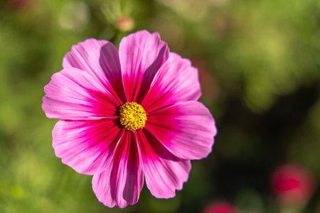 Close-up of a vibrant pink Cosmos bipinnatus flower with a bright yellow center. The petals glow in the sunlight against a blurred green background.の写真素材