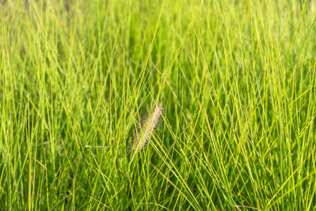 Close-up of grass blades with a single fluffy spike of Pennisetum. The bright greenery creates a...