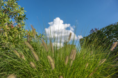Close-up of fountain grass Pennisetum alopecuroides with fluffy seed heads. The bright sky and white...
