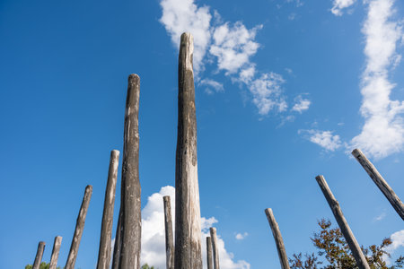 Tall weathered wooden poles stand upright under a clear blue sky. Their rustic texture contrasts with the bright background.の写真素材