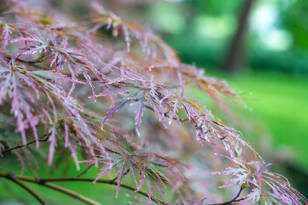 Several reddish-green leaves of the Japanese maple hang elegantly. The soft light emphasizes the...