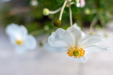 A single white Japanese anemone hangs gracefully with golden stamens. Soft background enhances its fragile elegance.の写真素材