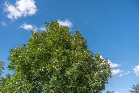 A large green tree stands against a bright blue sky with scattered clouds. Nature displays its summer freshness and calmness.の写真素材
