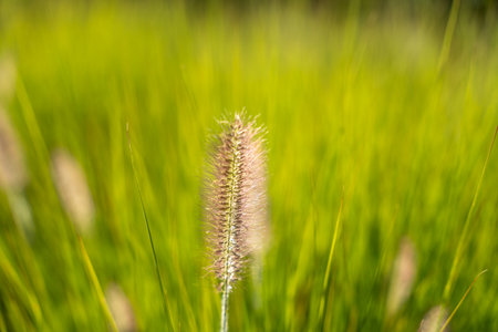A single fluffy fountain grass spike stands out against a blurred green background. The sunlight...