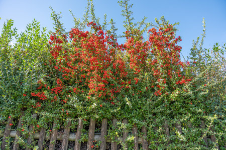 Lush red berry bush grows over a wooden fence. A summery play of green and red.
