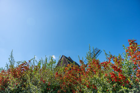 A windmill rises into the sky behind red berry bushes. The clear blue sky enhances the colors.