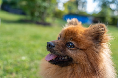 A small brown dog looks cheerful with its tongue out. The background is a sunny green garden with soft blur.の写真素材