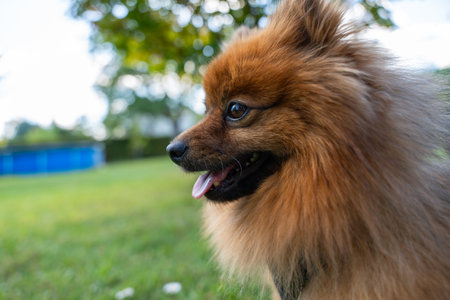 A happy brown dog with fluffy fur looks alert and joyful. The green grass and trees blur softly behind it.の写真素材
