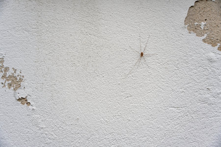 Long-legged spider resting on a damaged white plaster wall. Contrasting textures between spider and surface.の写真素材