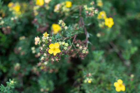 Yellow flowers of the Cinquefoil Dasiphora fruticosa bloom in a green shrub. The flowers contrast...