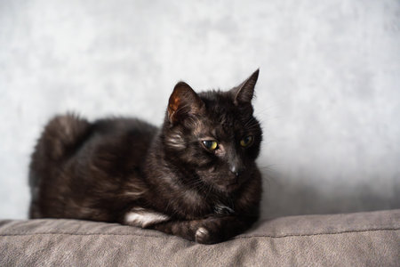 Black cat lying on a couch with grey background, close-up. Cats yellow-green eyes stand out in soft...