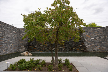 Tree in the center of a modern rock garden with a water feature. In the background, a gray stone...