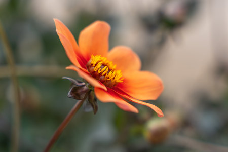 Side view of an orange Dahlia flower with yellow stamens. The blurred background enhances its...