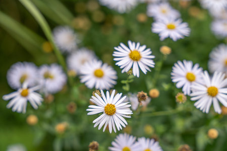 A close-up of a blooming Aster flower highlights its white petals and golden yellow center. The...