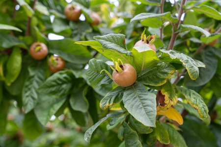 Close-up of the medlar with its velvety skin and star-shaped opening. The fruits hang between dark green leaves.の写真素材