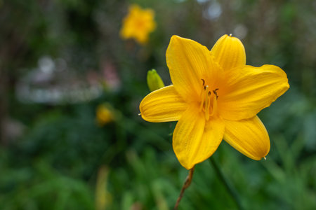 A bright yellow daylily blooms in full bloom. Its delicate petals open against a green background.