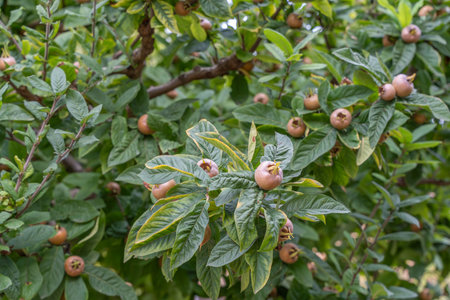 Close-up of a medlar tree with fruits between glossy leaves. The medlars display their typical open...