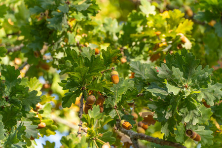 Green oak leaves with ripe acorns hanging. Sunlight highlights natural autumn detail.