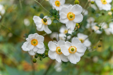 A cluster of white flowers radiates freshness and harmony. Their yellow centers glow under natural daylight.の写真素材