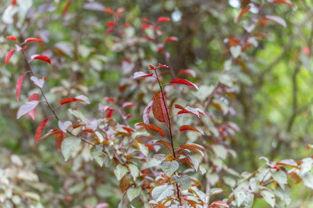 Red Shrub Leaves. Delicate red and purple leaves cover thin branches. A soft bokeh background highlights the contrast of color and form.の写真素材