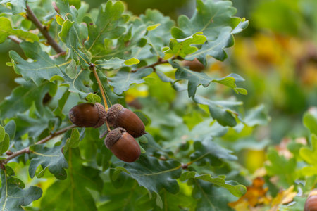 Oak Acorns. Cluster of shiny brown acorns attached to green oak leaves. The image shows the richness...