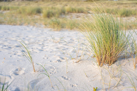 A close-up of dune grass growing in fine white sand. The blades sway gently in the wind, illuminated by soft sunlight.の写真素材