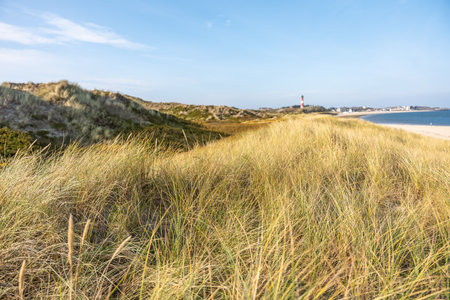 Golden dune grass sways in the sea breeze with a lighthouse in the distance. A warm and natural coastal scene.の写真素材