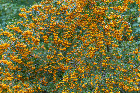 A dense cluster of orange berries fills the frame, surrounded by green leaves. The vivid colors...