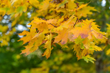 Bright yellow maple leaves create a warm autumn scene. Their delicate texture stands out against a...
