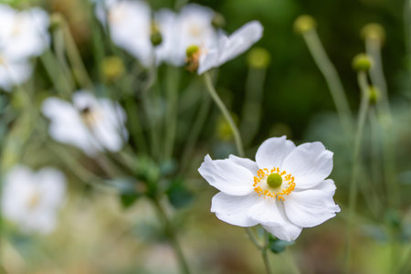 A white flower with a yellow center blooms gracefully. The background softly fades into green and cream tones.の写真素材
