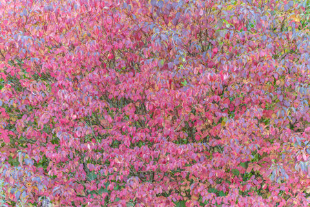 A dense bush of bright pink and purple leaves glows in the autumn light. The vibrant tones symbolize seasonal transformation.の写真素材