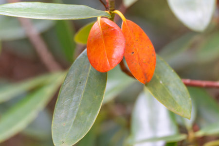 Two vivid orange leaves stand out among deep green ones. The image highlights autumns delicate...