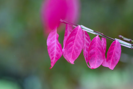 Cluster of pink leaves from a Winged Spindle in autumn. The soft light enhances their intense magenta hue.の写真素材