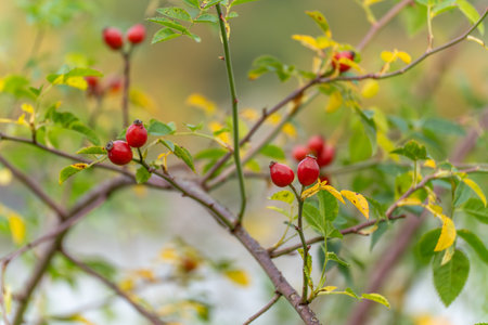 Rose Hips on Branch. Red rose hips stand out among green and yellow leaves. A calm autumn scene showing natures harvest time.の写真素材