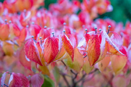 Vibrant red and orange leaves glow softly in autumn light. The blurred background creates a dreamy, colorful texture.の写真素材
