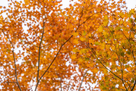 Branches of a tree display vivid orange and yellow fall leaves. The warm tones glow softly against...